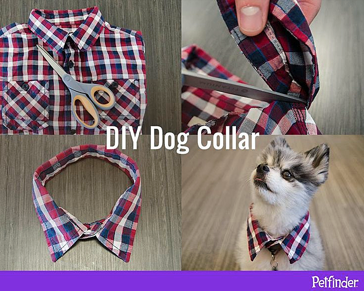 Home made hotsell dog collars